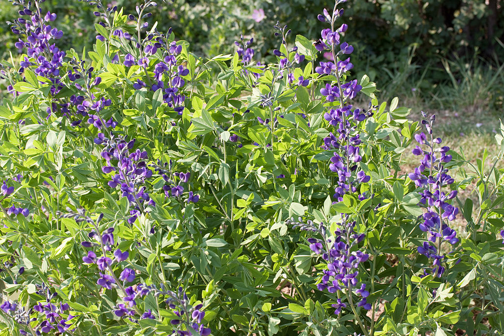 Blue False Indigo