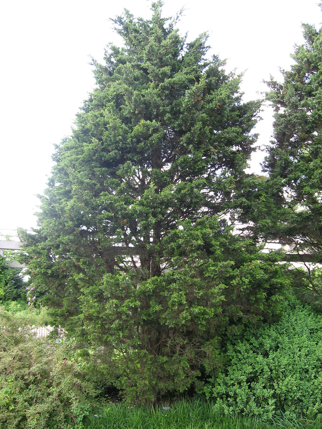 Eastern Red Cedar native tree