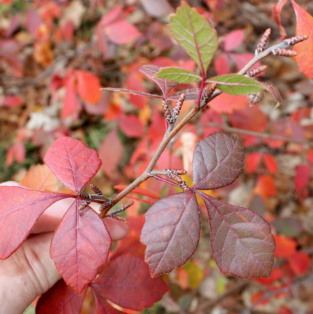 Fragrant Sumac