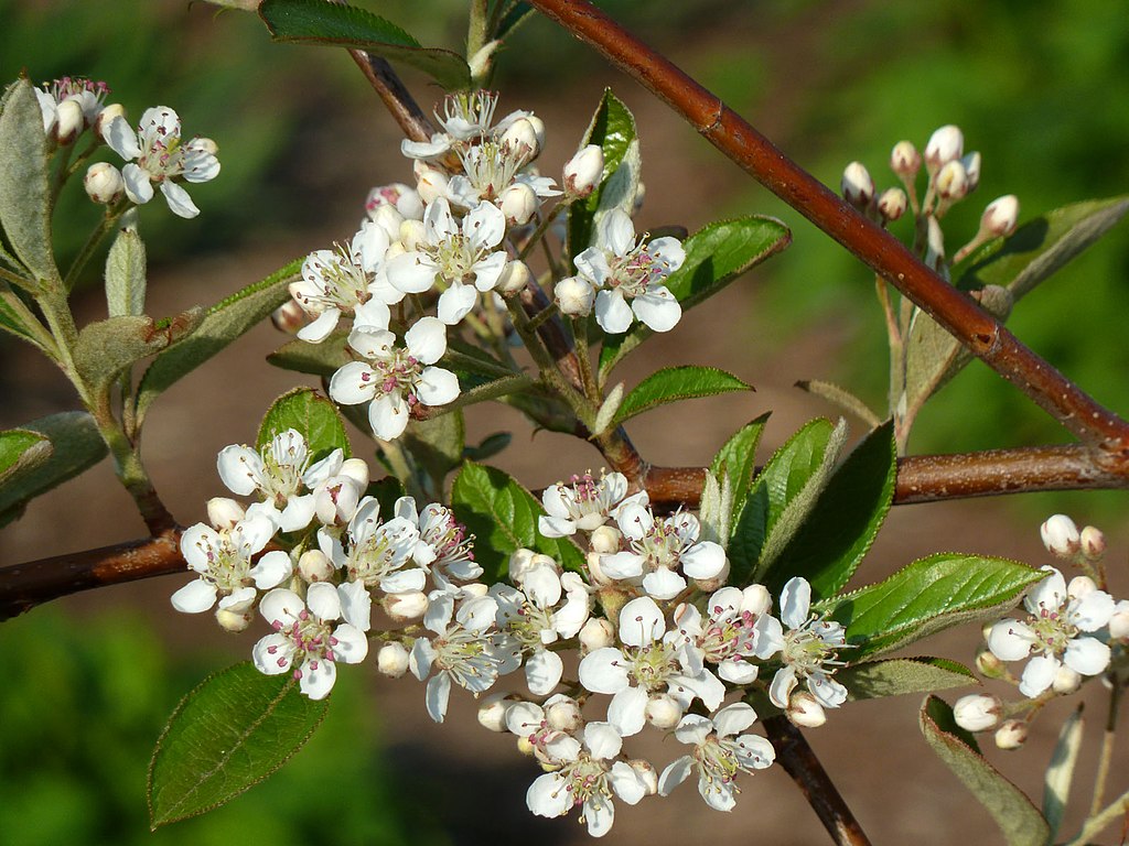 Red Chokeberry