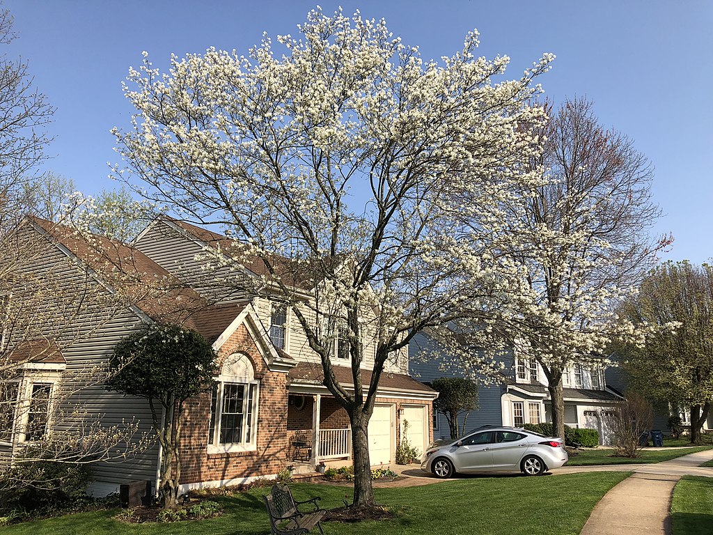 Serviceberry tree