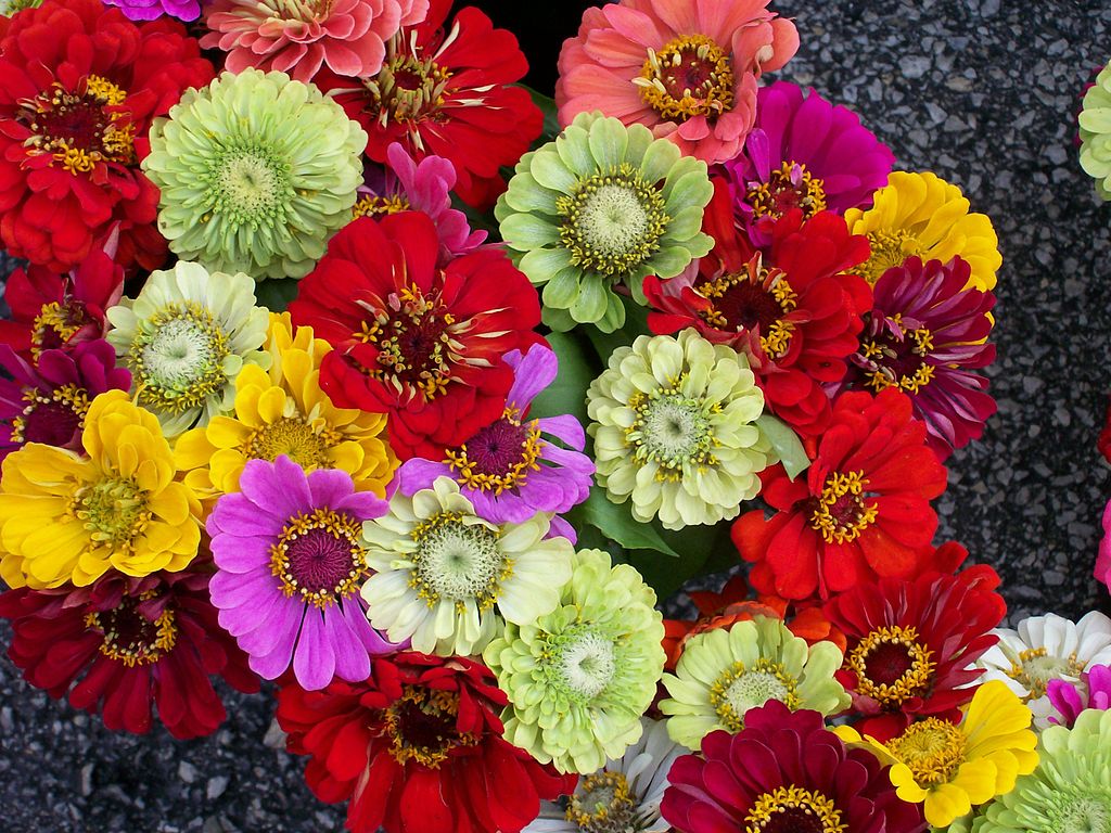 Zinnias for landscaping