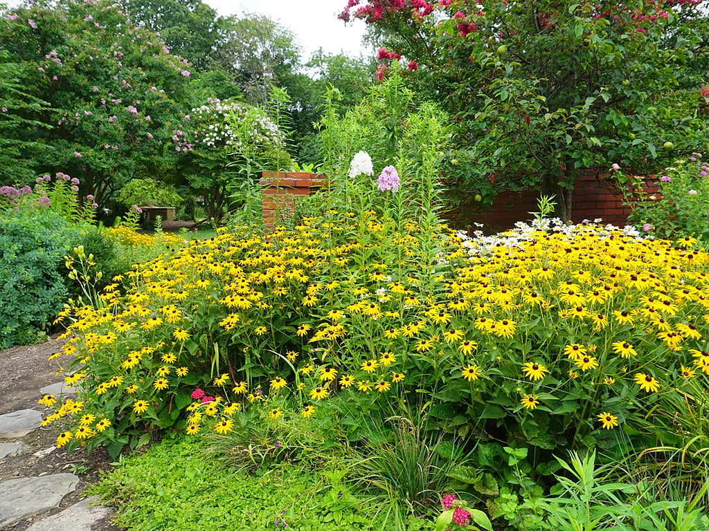 black-eyed susan native plant