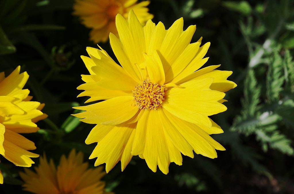 Coreopsis flower