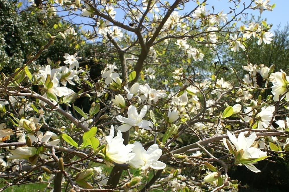 magnolia