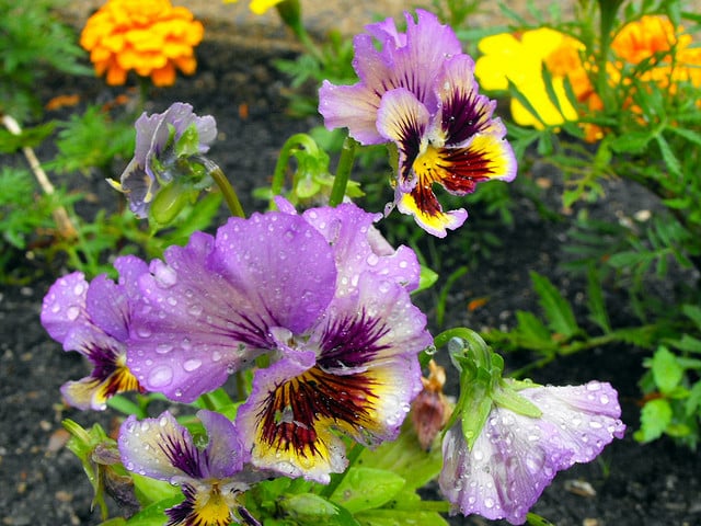 Pansies